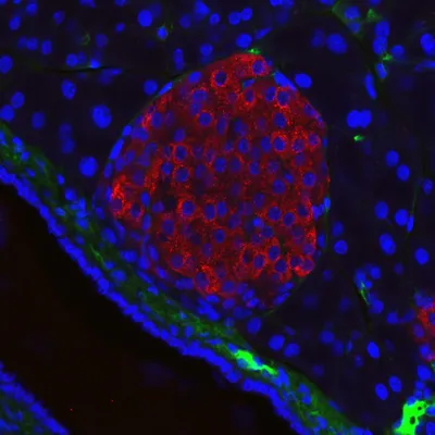 Pancreatic islet under microscopy